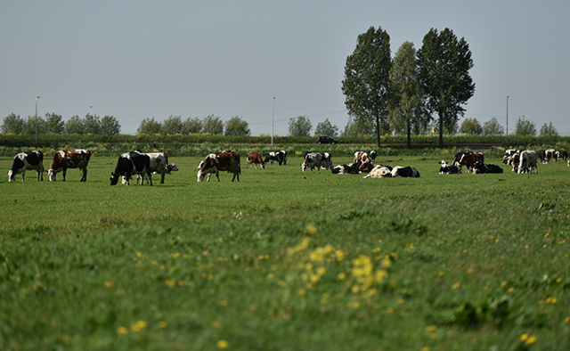 Di sản 145 năm kiến tạo sữa tươi tiêu chuẩn Hà Lan
