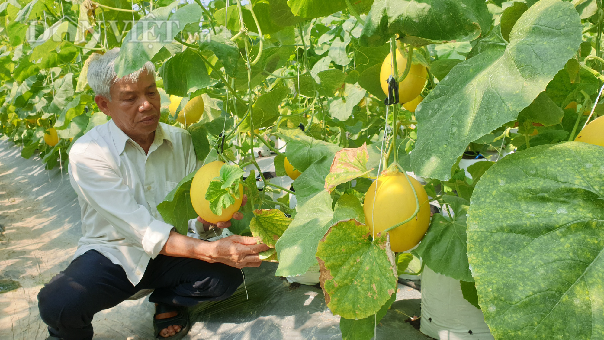 Thanh Hóa: U70 trồng dưa vàng công nghệ cao, ngay vụ đầu đã có gần 50 triệu