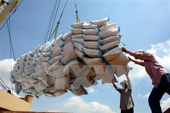 Cân nhắc áp dụng tiêu chuẩn VietGap cho gạo xuất khẩu