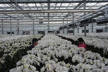 Đài Loan làm thế nào để xây dựng thương hiệu hoa lan trên toàn cầu?
