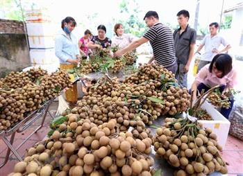 Điểm danh các loại trái cây Việt Nam đã được xuất ngoại