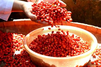 Hòa Bình: Thứ hạt đỏ bán đắt như vàng đã xuất khẩu sang Tây