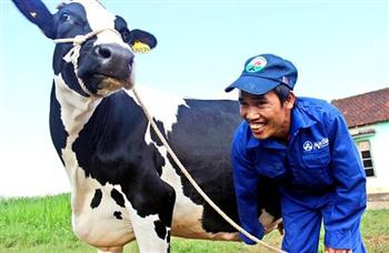Từ giấc mơ biến Mộc Châu thành đại nông trường đế... giấc mơ 100.000 con bò sữa